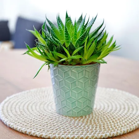 Semesterbostad Maison Aranea *